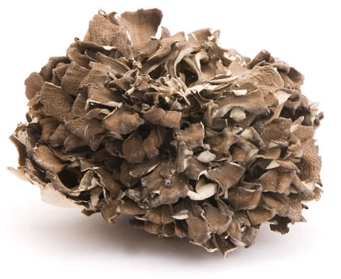 Лечебные грибы – Маитаке.