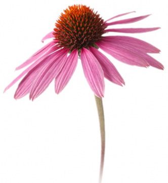 Цветок Эхинацея: мощнейший стимулятор защитных сил организма.